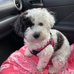 Meet your Posher, Hannah